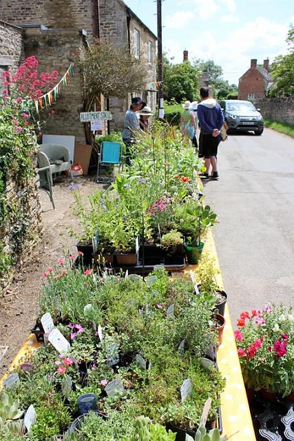 Allotments Plant Stall.jpg